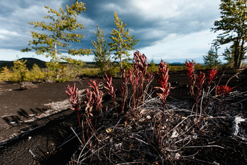 Flowers growing near the volcano