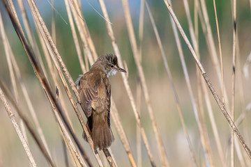 Great reed warbler bird ( Acrocephalus arundinaceus).Wildlife photo