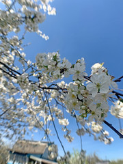 Honeybee (Anthophila) collecting nectar from a white cherry flower. Bee on cherry tree blossom. Blurred background