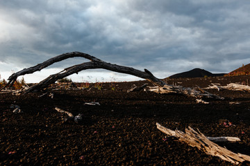 Tree branches on lifeless volcanic ground