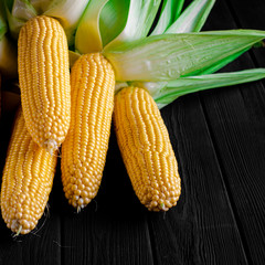 Young corn bonduel lies on a wooden table. Ready to eat