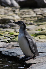 Fototapeta premium penguin on the beach