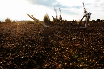 Tree branches on lifeless volcanic ground