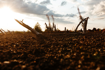 Tree branches on lifeless volcanic ground