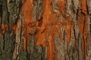 Shabby bark of a tree. Background of tree bark. Scratched tree bark.