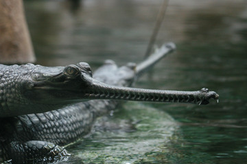 gavial in the water
