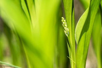 A young Lily (Convallária) of the valley in a Bud on a bright green blurred background of leaves