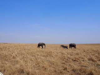 Elephant grazing and walking in the plains of Masai Mara National Reserve during a wildlife safari, Kenya