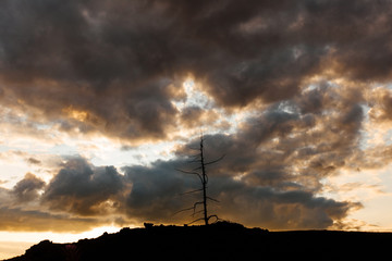 Dead tree at sunset