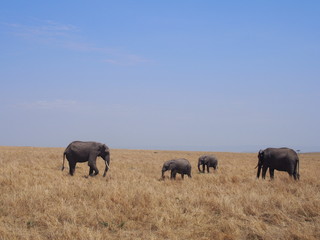 Naklejka na ściany i meble Elephant grazing and walking in the plains of Masai Mara National Reserve during a wildlife safari, Kenya