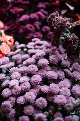 Beautiful blossoming seasonal chrysanthemum flowers in purple and violet colours , fresh delivery at the florist shop
