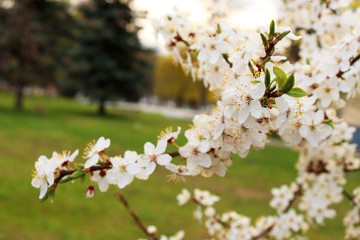Flowers of the apple tree. White colors on a tree. White flowers. Bloom.