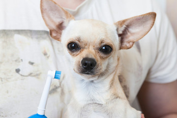 Hand brushing dog s tooth for dental. Indoors, medicine.