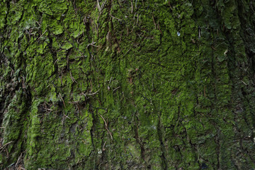 Tree trunk. Tree trunk in the moss. Tree trunk as background