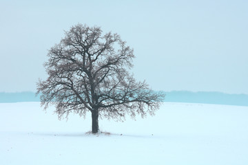Fototapeta na wymiar Lonely winter tree on white snow in cold weather