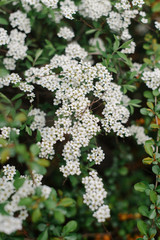 White blossom spiraea in the garden