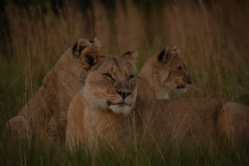 Obraz na płótnie Canvas Lion cub protected by mother South Africa