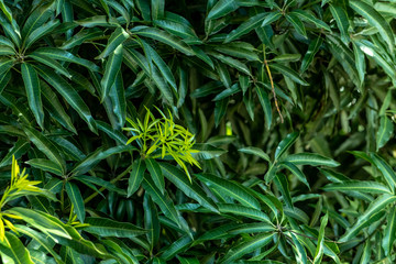 New leaves growing on the large mango tree, Rio de Janeiro, Brazil