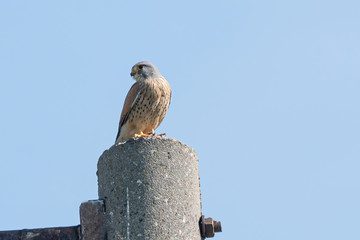 Common Kestrel , Falco tinnunculus, little birds of prey