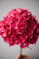 Beautiful blossoming single magenta hydrangea flower on the grey wall background, close up view, vertical photo