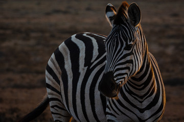 Fototapeta na wymiar zebra at sundown, golden hour