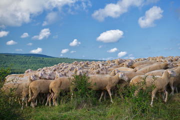 Schafherde in der Rhön