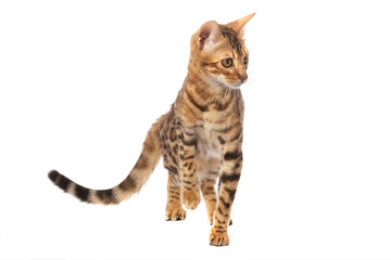  bengal cat isolated on a white background.