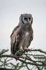 Verreaux eagle-owl on thorny branch looking right