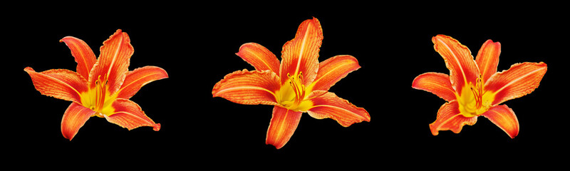 Fototapeta premium Orange day lily flower set black background isolated close up, three red & yellow petals lilly, beautiful hippeastrum macro, colorful amaryllis flower head, daylily garden plant, floral design element