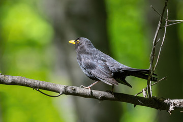 Common Blackbird also known as Turdus merula.