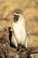 Vervet monkey sits on log looking down