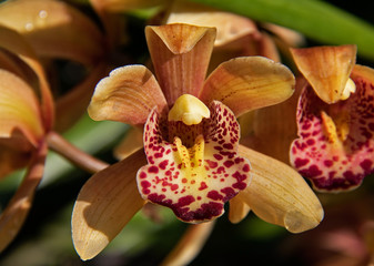 Fototapeta na wymiar Orchids - Brown and white cymbidium flowers