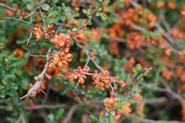 Orange japanese quince in the garden