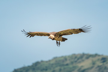 Fototapeta na wymiar White-backed vulture glides over hilltop in sunshine