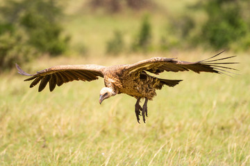 White-backed vulture glides towards landing on grassland