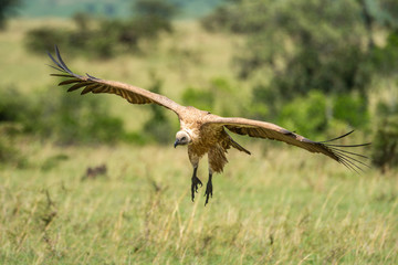 White-backed vulture glides with claws hanging down