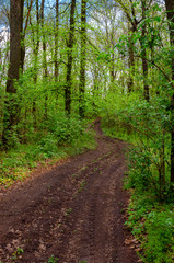 Fototapeta na wymiar dirt road in the forest