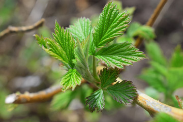 currant leaves