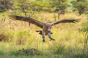 White-backed vulture lands in grass in shade
