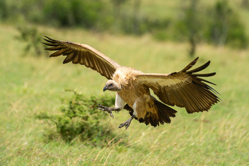 White-backed vulture spreads wings for grassy landing