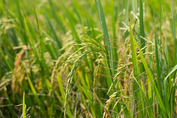 Rice in the field waiting for harvest Chiang Mai ,Thailand