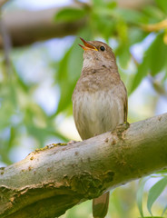 Thrush Nightingale, Luscinia luscinia. A bird sits on a tree branch and sings