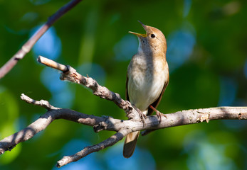 Thrush Nightingale, Luscinia luscinia. A bird sits on a tree branch and sings