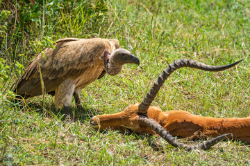White-backed vulture stands next to impala carcase