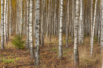 Obraz premium Birch trees with fresh green leaves in autumn. Sweden, selective focus
