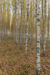 Birch trees with fresh green leaves in autumn. Sweden, selective focus