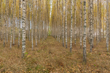 Obraz premium Birch trees with fresh green leaves in autumn. Sweden, selective focus