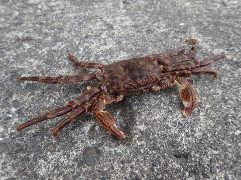 「魚図鑑」の写真素材 534件の無料イラスト画像 Adobe Stock