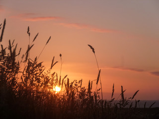 Gentle pink sunset through grass