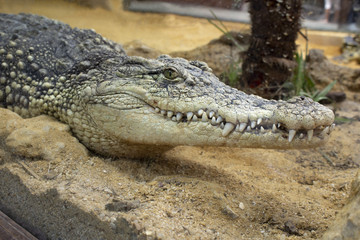 crocodile on a sandbank